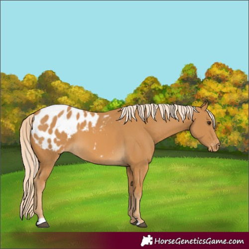 Horse Color:Palomino Blanket