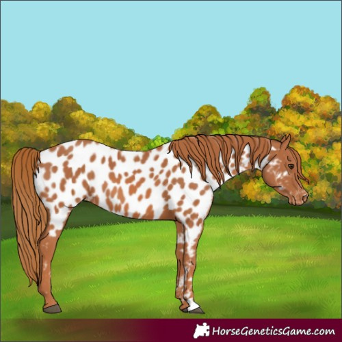 Horse Color:Chestnut Near Leopard 