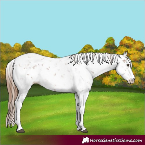 Horse Color:Chestnut Sabino