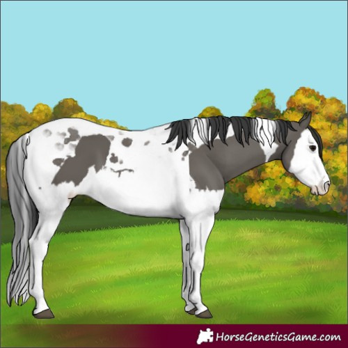Horse Color:Grullo Splash Tobiano