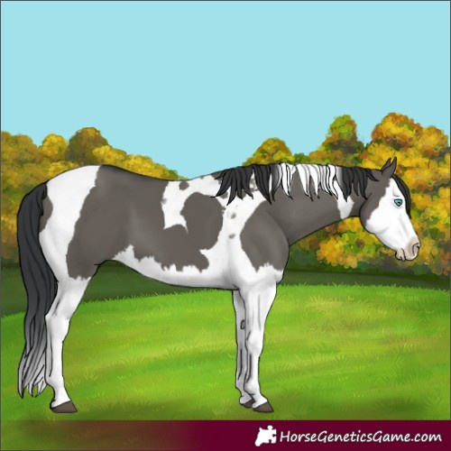 Horse Color:Grullo Splash Tobiano 