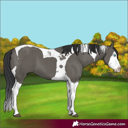 Horse Color:Grullo Splash Tobiano
