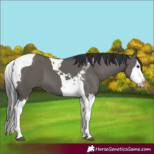 Horse Color:Grullo Splash Tobiano 