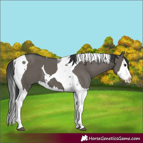 Horse Color:Grullo Splash Tobiano 
