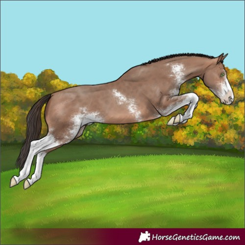 Horse Color:Sable Champagne Sabino 