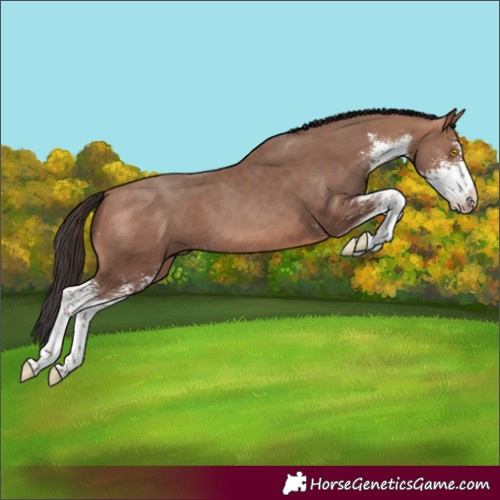 Horse Color:Sable Champagne Sabino 