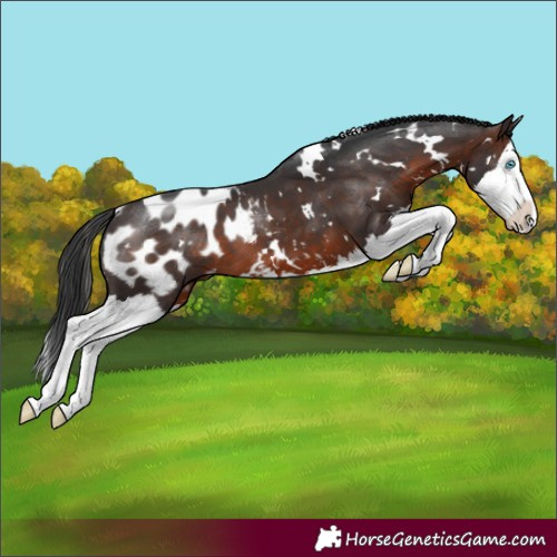 Horse Color:White Spotted Brown Splash Blanket 