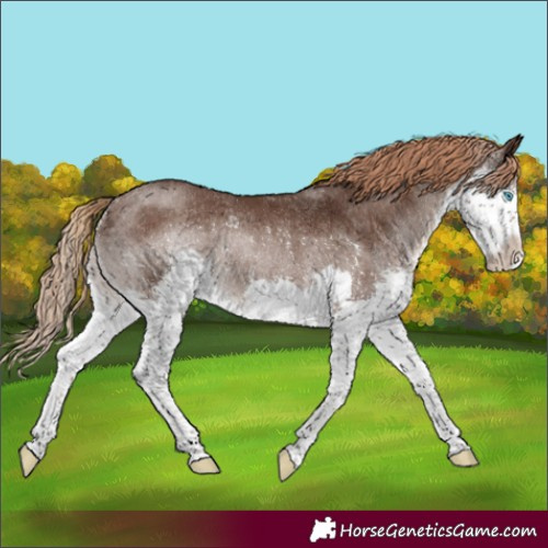Horse Color:Liver Chestnut Splash Varnish Rabicano
