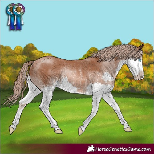 Horse Color:Chestnut Splash Rabicano 