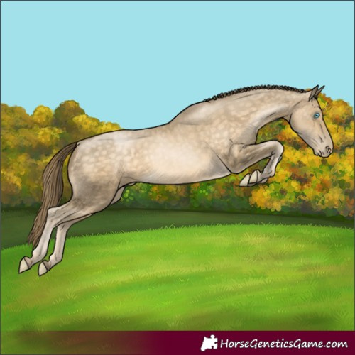Horse Color:Buckskin Pearl Rabicano