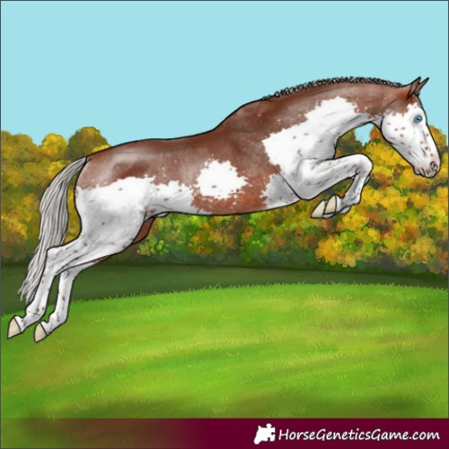 Horse Color:Silver Bay Splash Rabicano