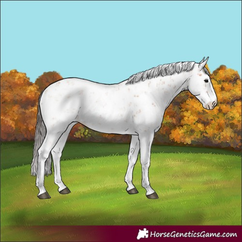 Horse Color:Unknown