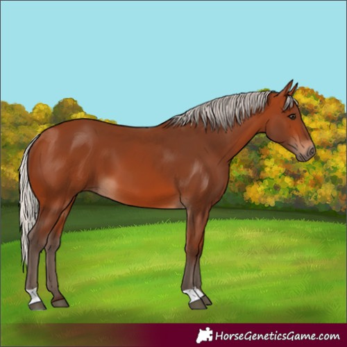 Horse Color:Silver Bay 