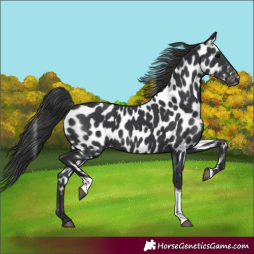 Horse Color:Black Tobiano Leopard