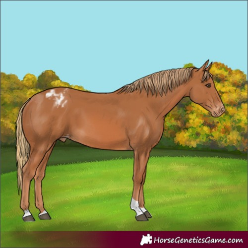 Horse Color:Chestnut Tobiano Varnish 