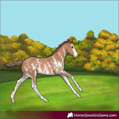 Horse Color:Chestnut Sabino