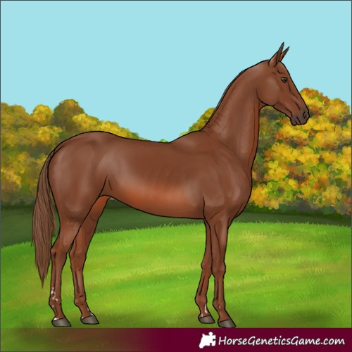 Horse Color:Chestnut 