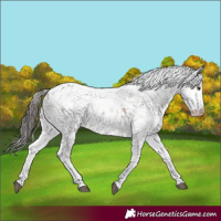Horse Color:Bay Sabino