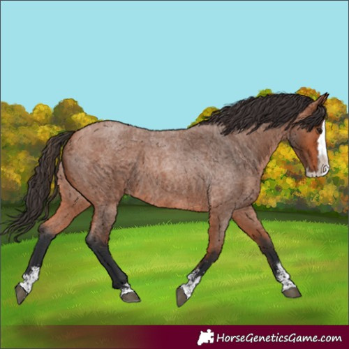 Horse Color:Bay Roan Sabino Splash Rabicano
