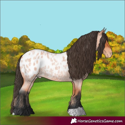 Horse Color:Bay Roan Near Leopard 