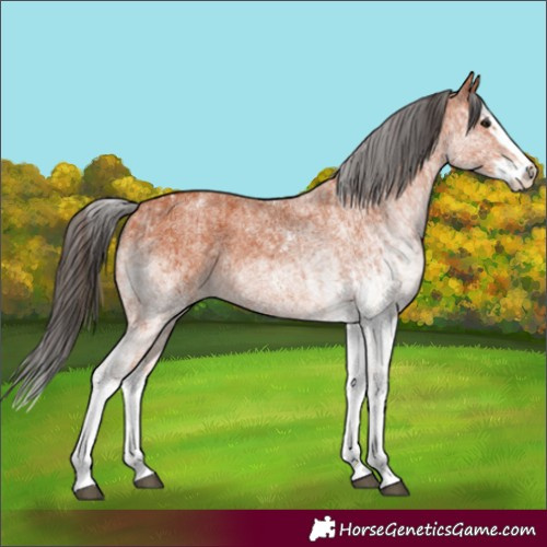 Horse Color:White Spotted Bay Splash and White Spotted Bay Splash