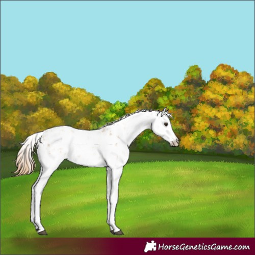 Horse Color:Chestnut Sabino 