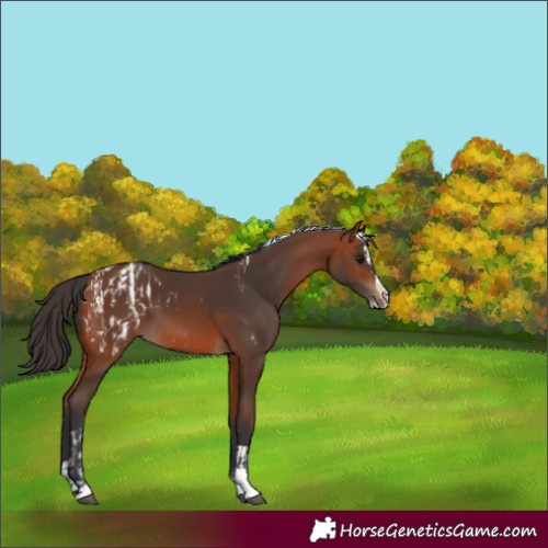 Horse Color:Bay Splash Tobiano Blanket and Bay Splash Tobiano