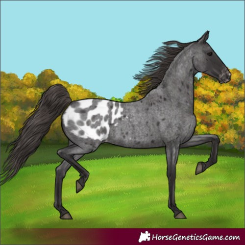 Horse Color:Smoky Blue Roan Blanket Rabicano 
