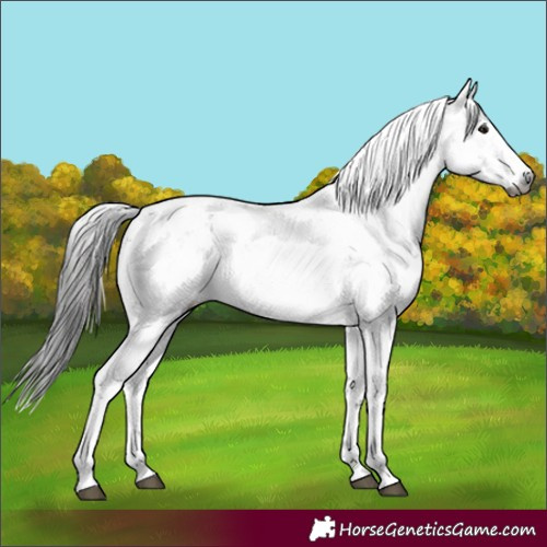 Horse Color:Gray Bay Sabino 