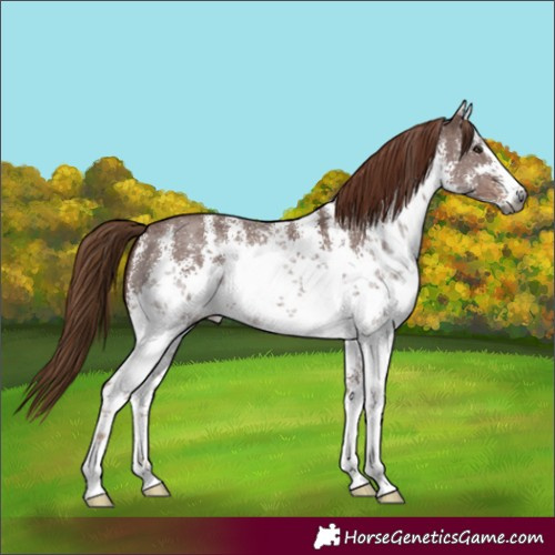 Horse Color:Gray White Spotted Chestnut Sabino