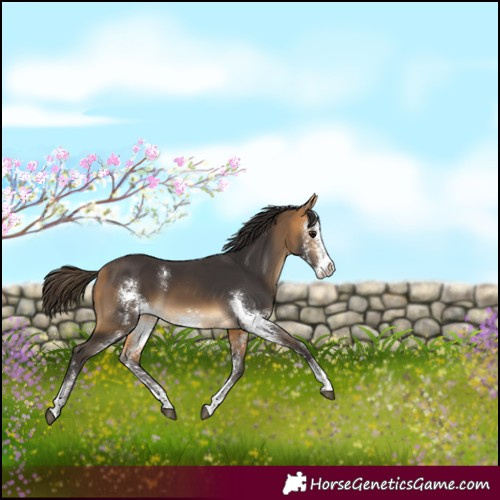Horse Color:Buckskin Sabino
