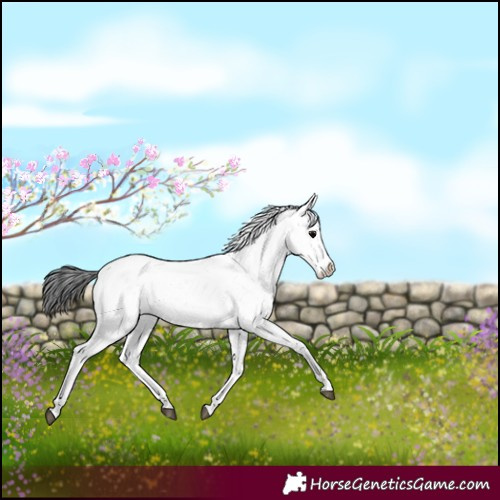 Horse Color:Black Sabino Blanket Rabicano 