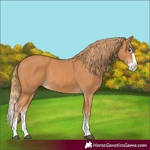 Horse Color:Chestnut Splash