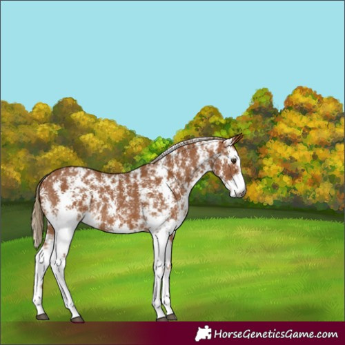 Horse Color:Gray Chestnut Sabino