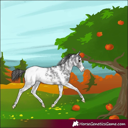 Horse Color:Smoky Black Sabino Snowcap Rabicano