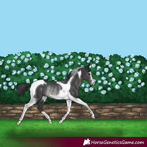 Horse Color:Black Tobiano Rabicano 