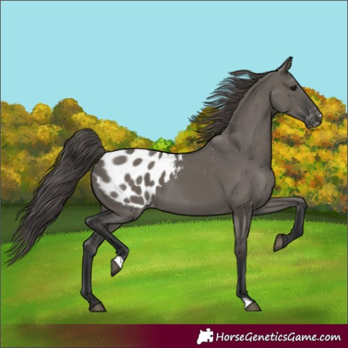 Horse Color:Grullo Blanket 
