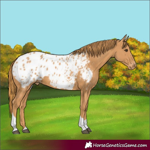 Horse Color:Chestnut Tobiano Blanket