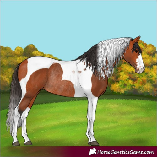 Horse Color:Bay Tobiano Rabicano 
