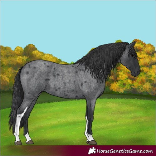 Horse Color:Blue Roan Tobiano 
