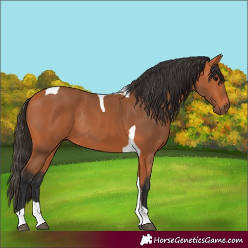 Horse Color:Bay Tobiano Rabicano 