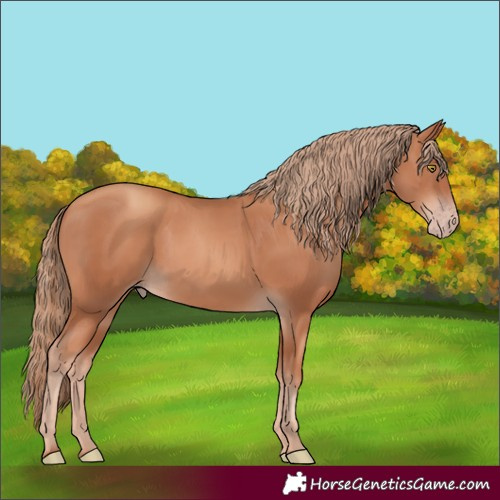Horse Color:Gold Champagne