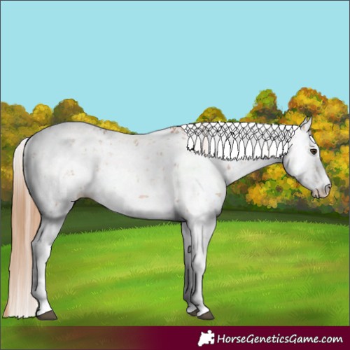 Horse Color:Chestnut Sabino 