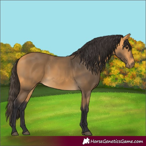 Horse Color:Buckskin 