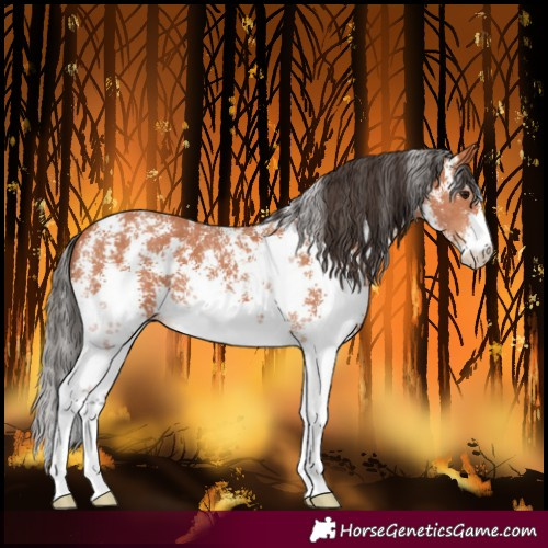 Horse Color:Bay Sabino