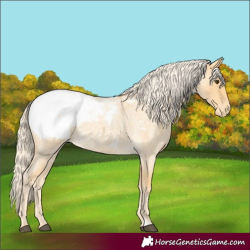 Horse Color:Palomino Roan Snowcap