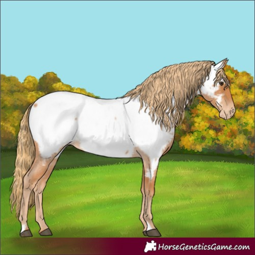 Horse Color:Red Roan Near Fewspot