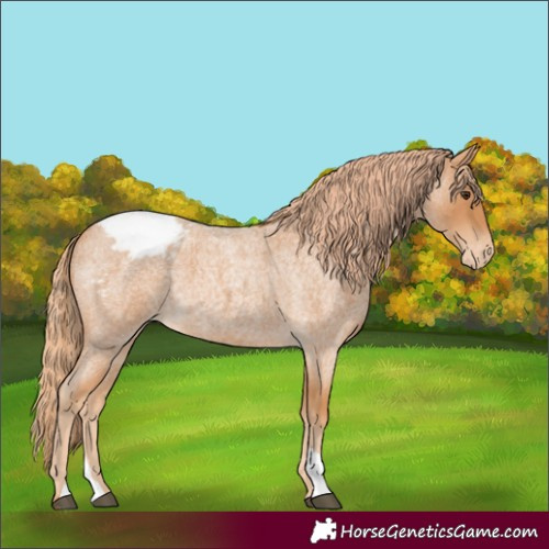 Horse Color:Red Roan Snowcap