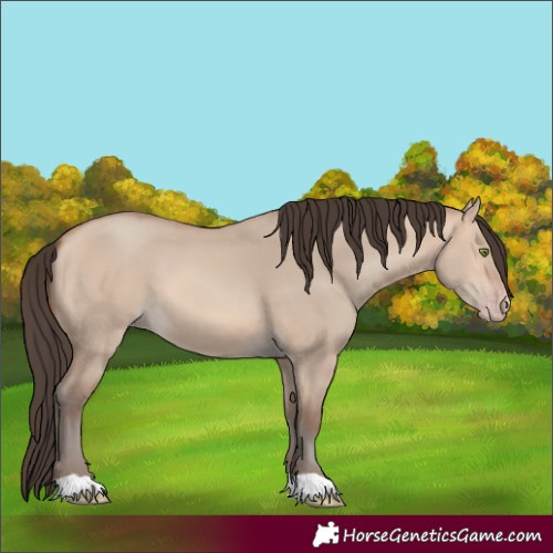 Horse Color:Amber Champagne Dun 