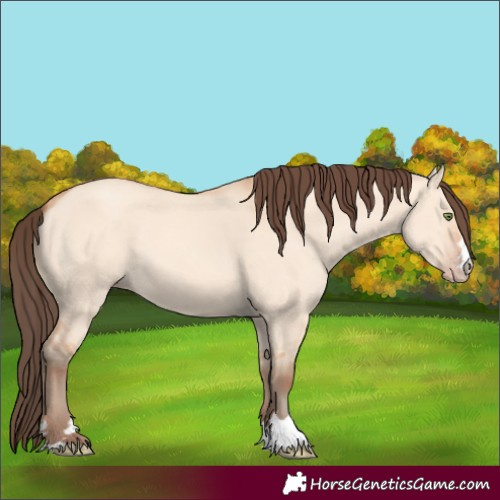 Horse Color:Amber Champagne Dun 